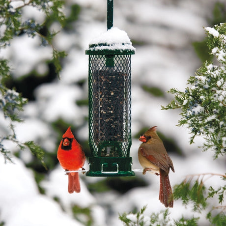 Brome Squirrel Buster Mini bird feeder with two birds perched on it, showcasing its squirrel-proof design and feeding ports for attracting clinging and perching birds.