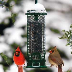 Brome Squirrel Buster Mini bird feeder with two birds perched, featuring a weight-sensitive mechanism to block squirrels and four feeding ports.