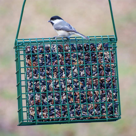 EZ Fill Suet & Block Feeding Basket with green wire mesh, holding a seed block. A black-capped chickadee perches on top, foraging.