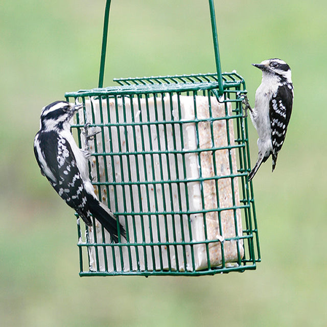 EZ Fill Suet & Block Feeding Basket with two birds feeding, showcasing green vinyl-coated wire mesh and easy top filling for various bird treats.