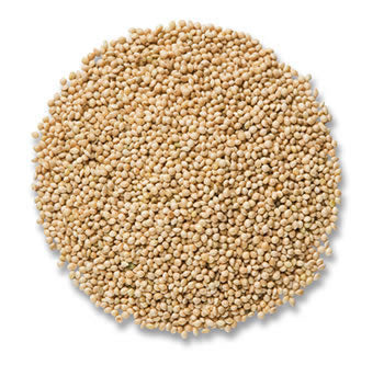 Duncraft Millet Seed: Close-up of a pile of white proso millet, ideal for attracting diverse bird species like buntings, sparrows, and doves to your backyard.