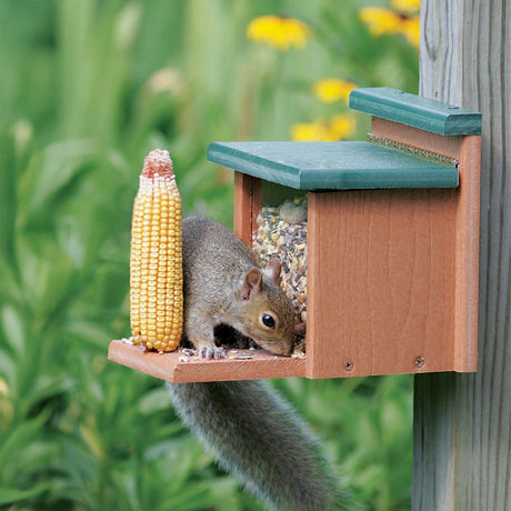 Squirrel eating corn from the Recycled Squirrel Munch Box bird feeder, designed to hold an ear of corn and wildlife treats.