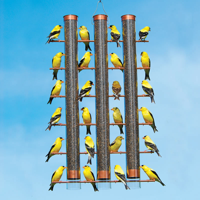 Three-Tube Copper Nyjer® Feeder with 24 feeding stations and 36 ports, holding multiple yellow finches, featuring clear seed tubes and copper finish.