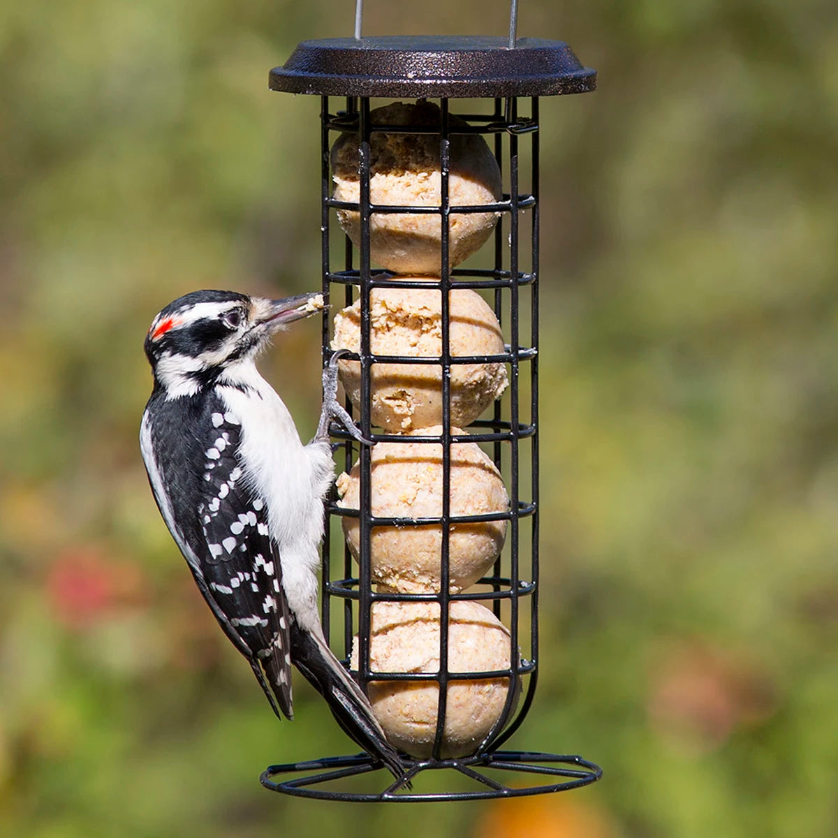 Clinger Suet & Seed Ball Feeder with woodpecker eating, features heavy-duty cage, ample perching space, and easy top filling for suet or seed balls.