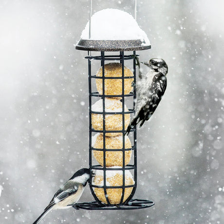 Clinger Suet & Seed Ball Feeder with birds perched, showcasing its ample clinging space and antique copper lift-up roof for easy suet or seed ball filling.