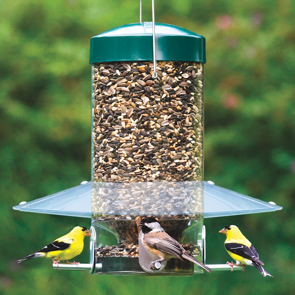 Classic Hanging Feeder with clear baffle, four feeding ports, and birds perched. Provides shelter from weather, prevents squirrel access, and holds 4 lbs. of seed.