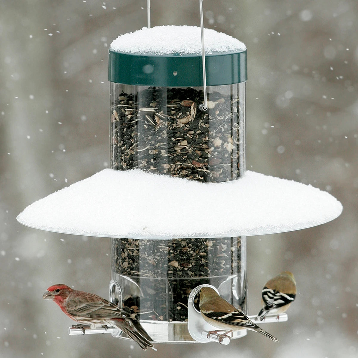 Classic Hanging Feeder with clear plastic baffle, filled with seeds and snow. Birds perch and feed, sheltered from winter weather.