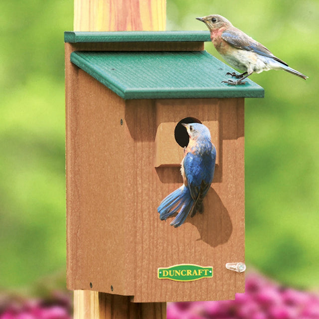 Duncraft Eco-Friendly Bluebird House with a bluebird perched on the wooden surface, featuring a predator guard and raised wire mesh flooring.