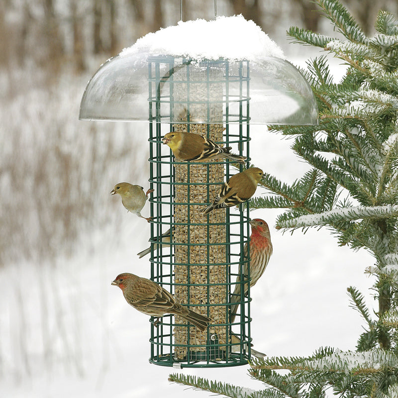 Duncraft Squirrel Blocker with Guard with birds perching and eating seed with a snowy background. 