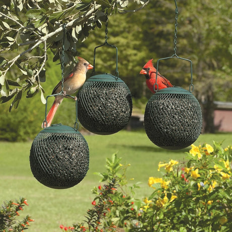 Two cardinals perched on bird feeders hanging from a tree branch with a garden background.