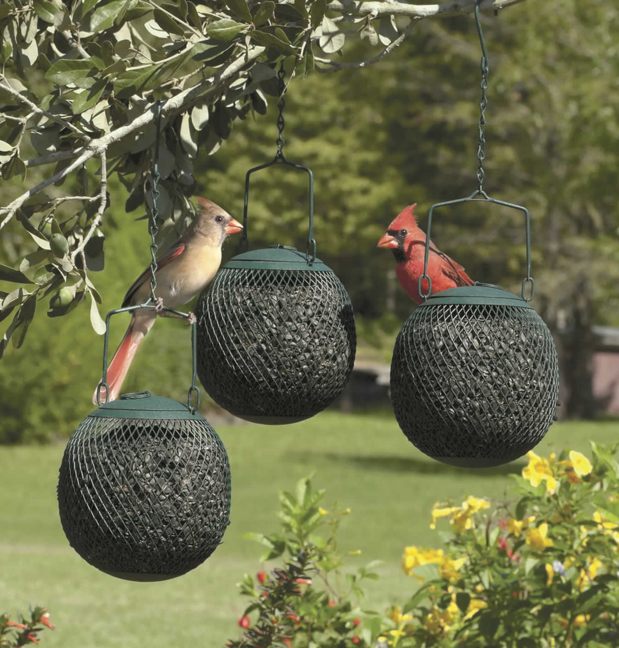 Green Seed Ball, Set of 3, hanging bird feeders with metal mesh and drainage holes, featuring a red bird feeding.