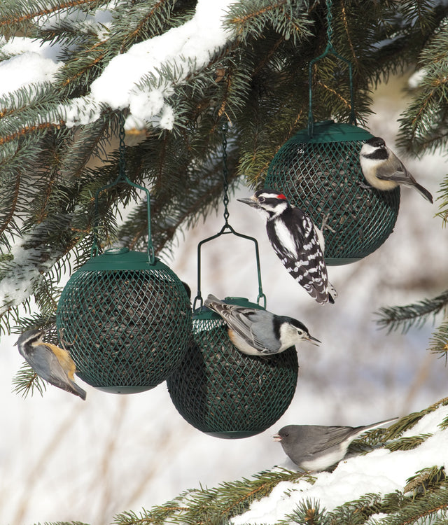 Green Seed Ball set of 3 with diamond-shaped mesh, hanging from a tree, each holding 1-1/4 lbs. of sunflower seeds, attracting clinging birds.