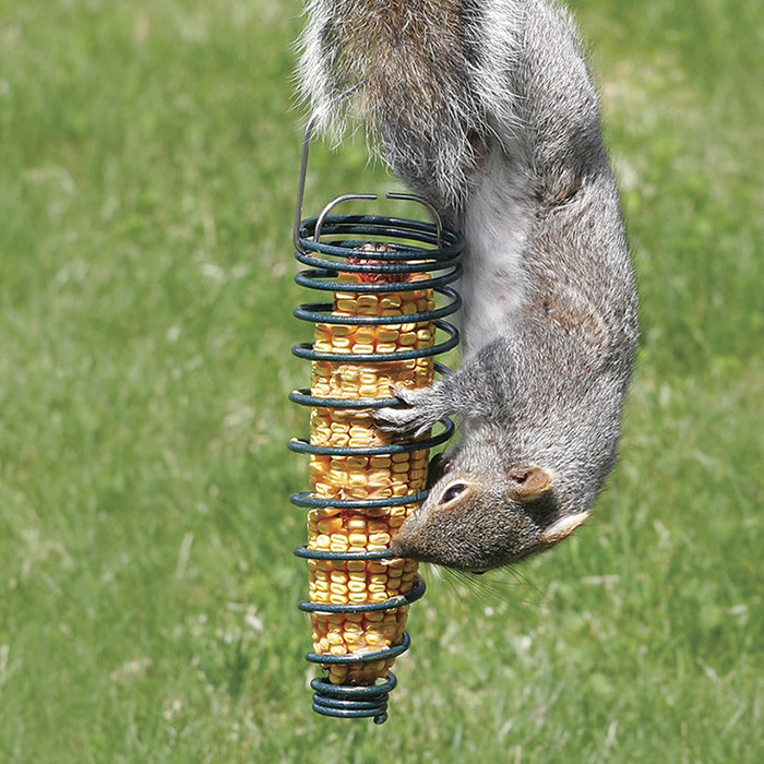 Squirrel eating corn from a Spiral Corn Feeder, set of 3, designed to keep corn clean and off the ground, ensuring squirrel entertainment.