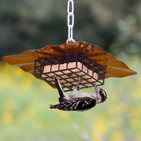 Erva Upside Down Disk Suet Feeder with a bird feeding on the suet cage. Features a 10x10 inch galvanized steel baffle and easy disassembly for cleaning.