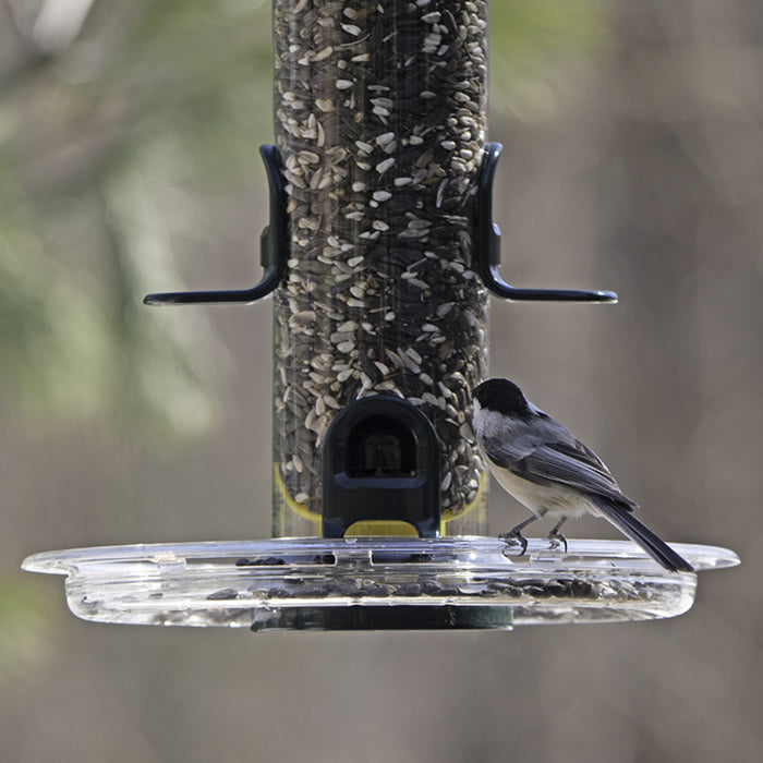 Brome Tube Solution Seed Tray attached to a feeder with a bird perched, featuring drainage holes and a wide perching rim for multiple birds.