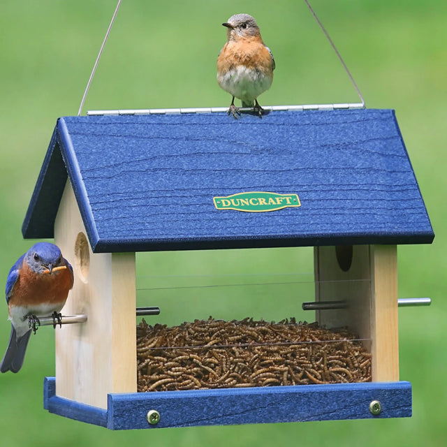 Duncraft Eco-Strong Bluebird Feeder with two birds perched on it, showing the blue recycled plastic top and bottom, and clear plastic side panels.