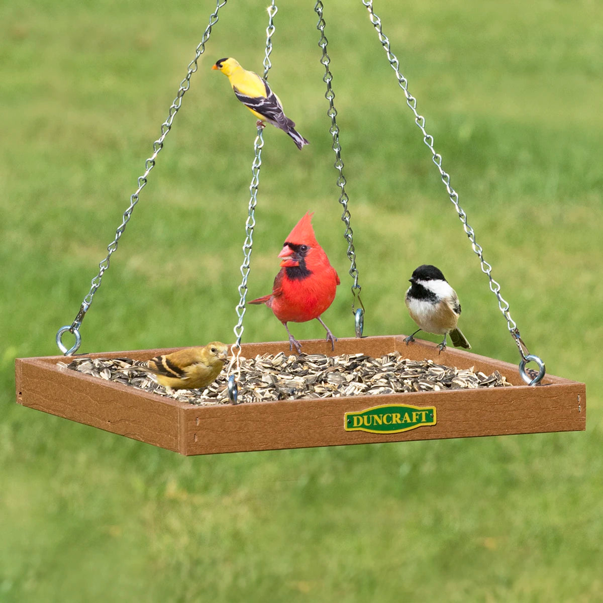 Duncraft Eco-Strong Platform Feeder with multiple birds perched on the feeder, showcasing its spacious design and built-in perching areas. Durable with metal mesh drainage and S-hook hanging chain.