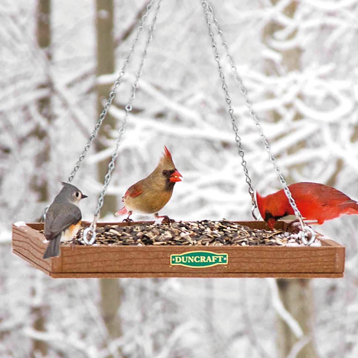 Duncraft Eco-Strong Platform Feeder with birds eating seeds from a 12x12 inch tray, featuring a metal mesh floor and S-hook hanging chain.