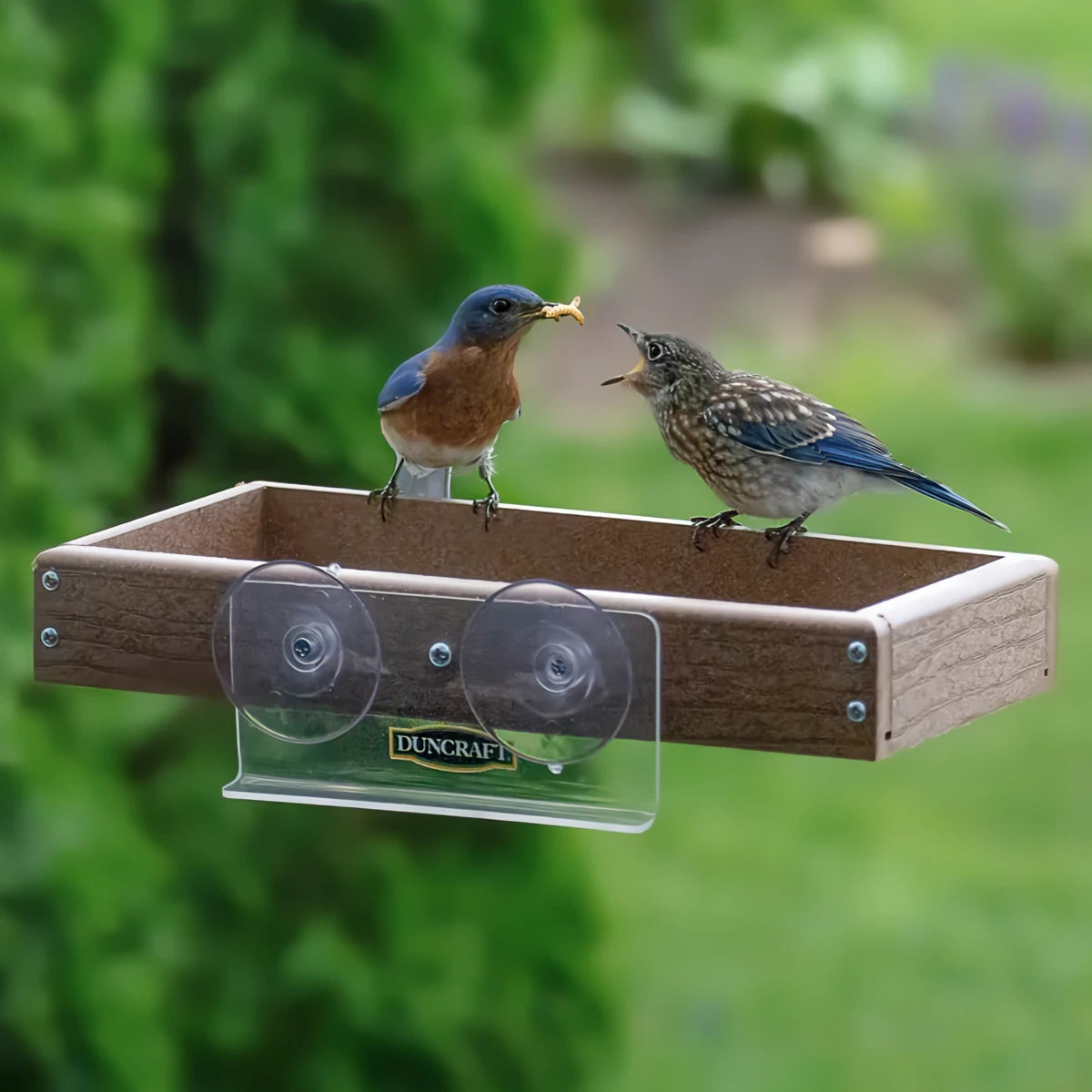 Duncraft Eco-Friendly Window Buffet Feeder with metal mesh flooring, suction cups, and perching space. Two birds feeding, showcasing the feeder's close-up bird viewing capability.