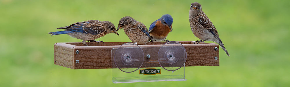 Shop Duncraft Brand Bird Feeders