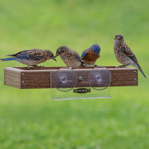 Duncraft Eco-Friendly Window Buffet Feeder showcasing multiple birds feeding, featuring a clear plastic mounting bracket and metal mesh flooring for easy viewing and drainage.