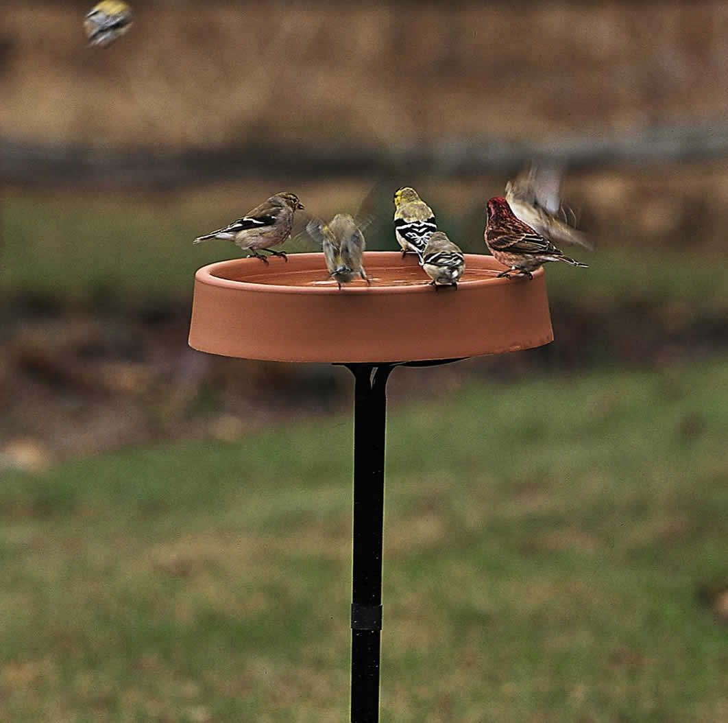 All Season Heated Bath on a metal stand, with several birds perched and using the birdbath, perfect for providing year-round water.