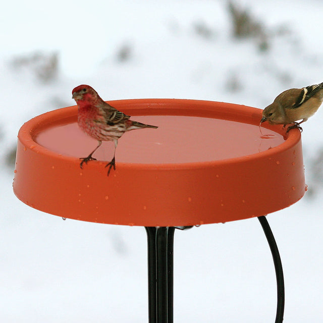 All Season Heated Birdbath with a sparrow drinking, mounted on a metal stand, providing ice-free water during winter and removable heating element for summer use.