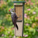 Duncraft Eco-Strong Tail Prop Suet Feeder with a woodpecker clinging and feeding from both sides, designed with a tail rest for stability.