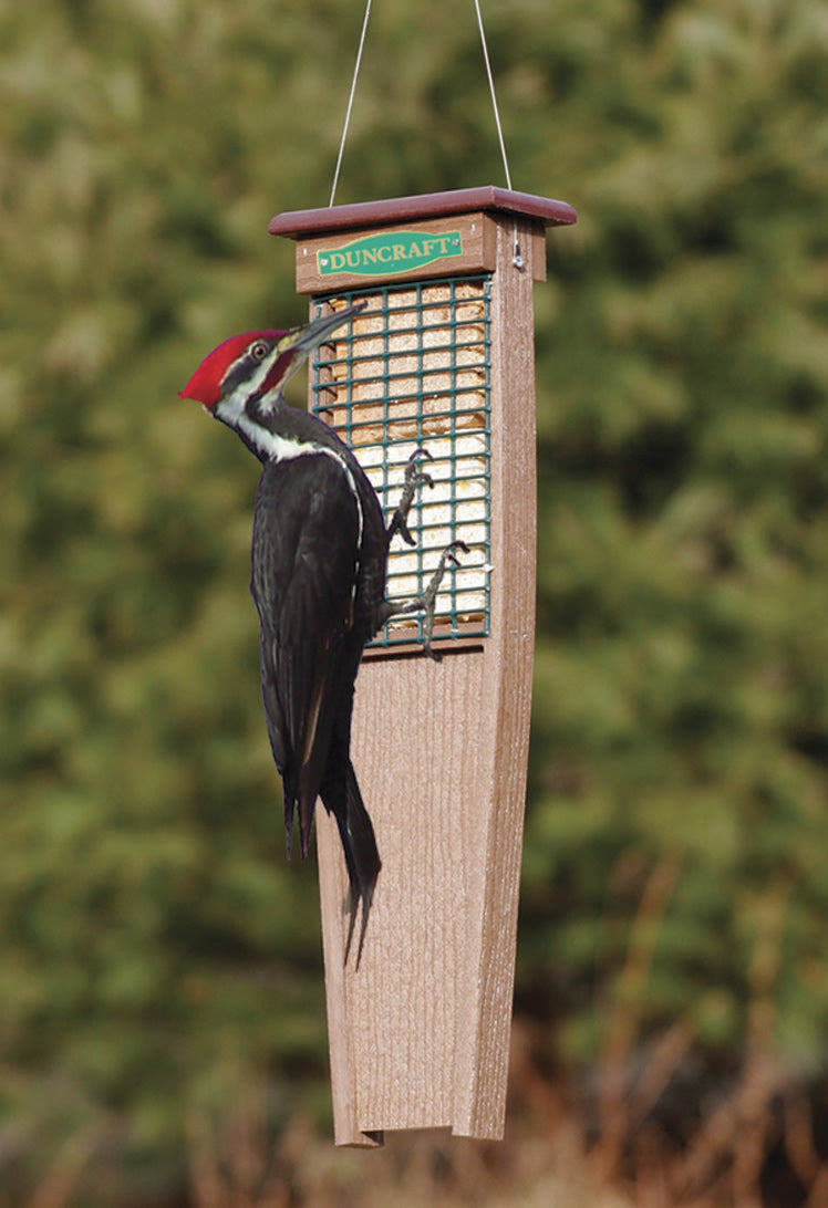 Duncraft Eco-Strong Tail Prop Suet Feeder with a woodpecker feeding from the wire mesh, demonstrating its tail rest and durable construction.