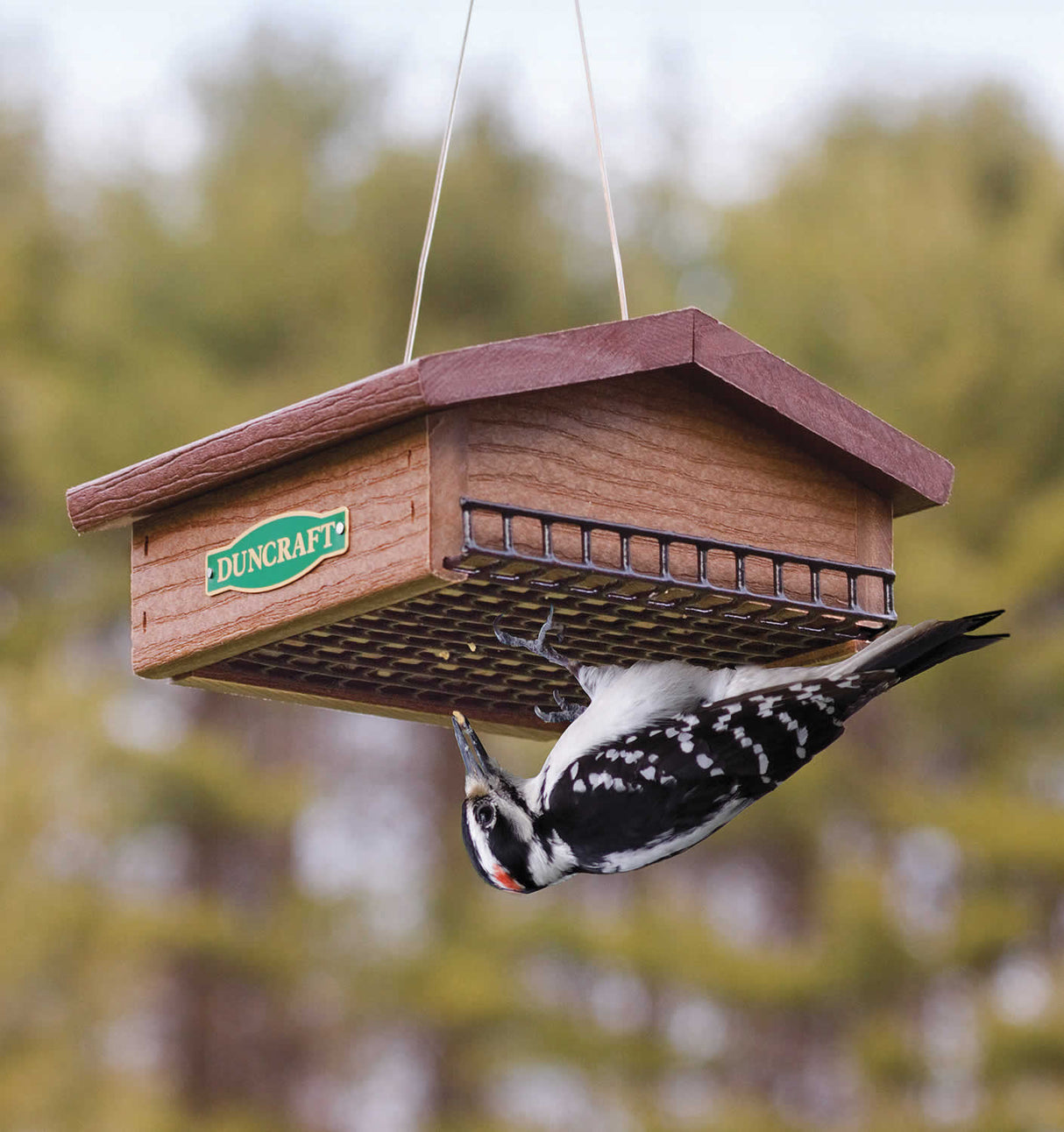 Duncraft Eco-Strong Upside Down Suet feeder with a woodpecker feeding upside down on a sturdy bottom grid, showcasing its unique design to attract woodpeckers.