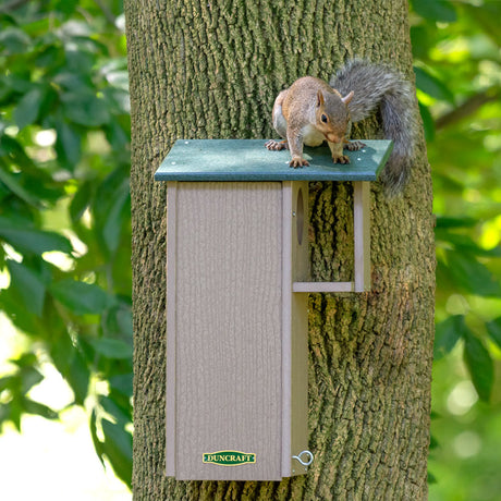 Duncraft Squirrel Eco House: A squirrel perched on a tan and green recycled plastic house with an eye hook for easy cleanout, mounted on a tree.