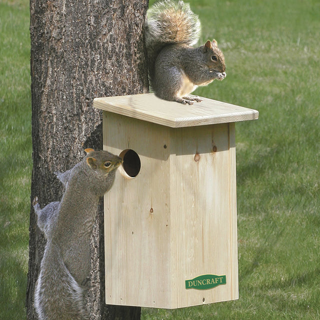 Duncraft Squirrel House with two squirrels exploring the birdhouse, featuring a 3-inch side entry hole and slanted roof for rain protection.