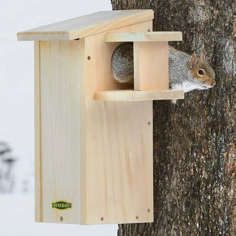 Duncraft Squirrel House with Predator Guard featuring a squirrel peeking out of a wooden birdhouse designed for safe nesting and observation.