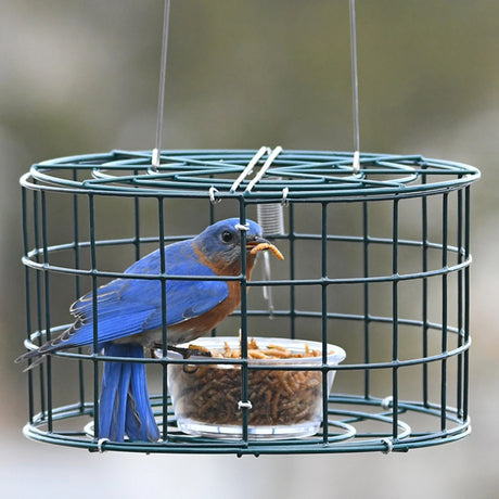 Duncraft Mini Bluebird Cage Feeder with a bluebird inside, featuring a 5 oz. clear plastic dish and wire mesh grid to deter larger birds.