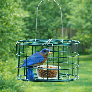 Duncraft Mini Bluebird Cage Feeder with a bluebird inside, featuring a 5 oz. clear plastic dish and wire mesh grid to deter larger birds.