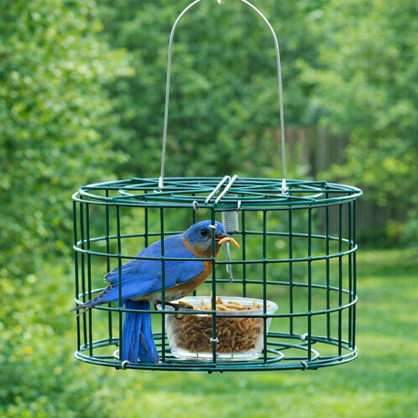 Duncraft Mini Bluebird Cage Feeder with a bluebird inside, featuring a 5 oz. clear plastic dish and wire mesh grid to deter larger birds.