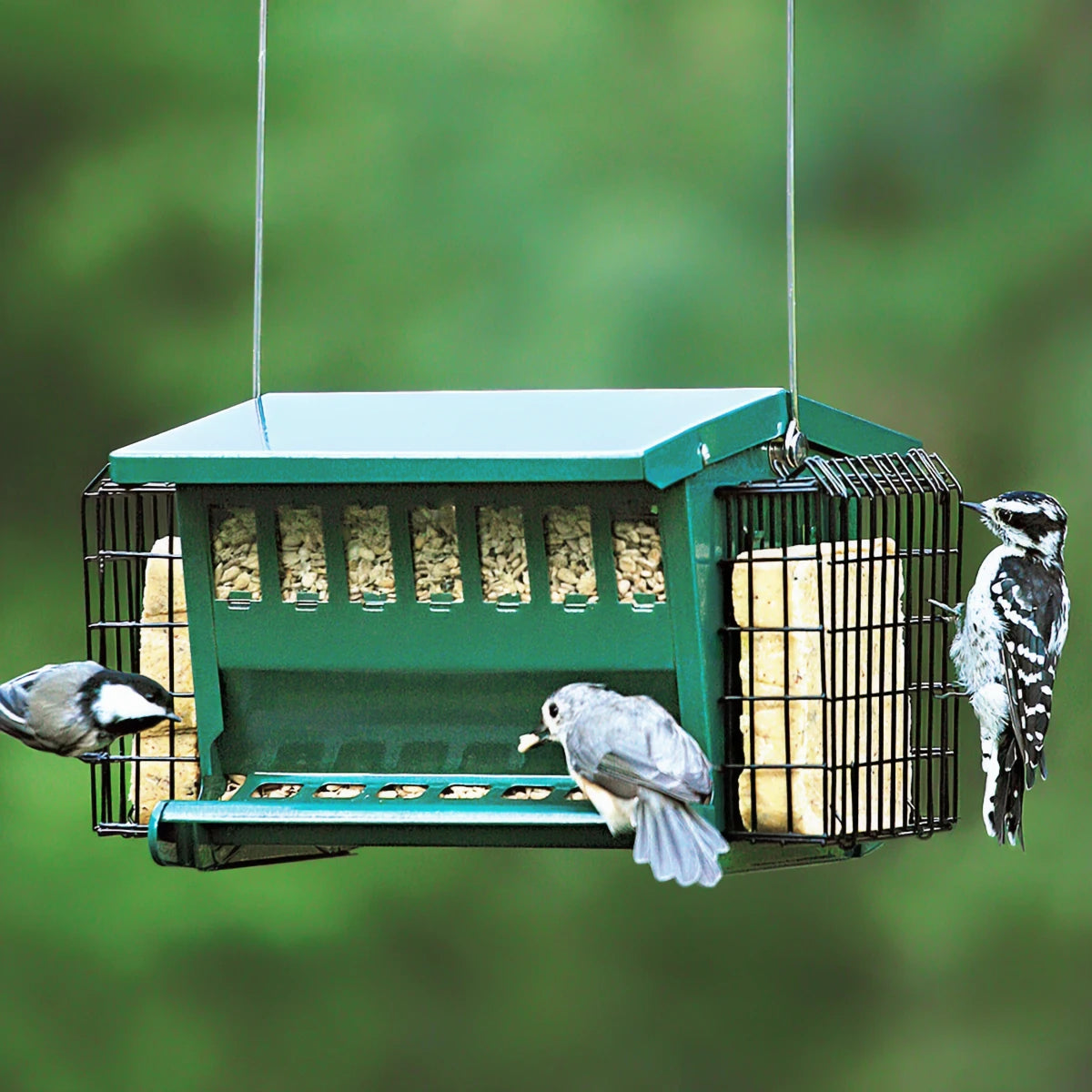 Birds eating from the Mini Seeds N More Feeder, which includes built-in suet baskets, a secure top, and clear windows to monitor seed levels.