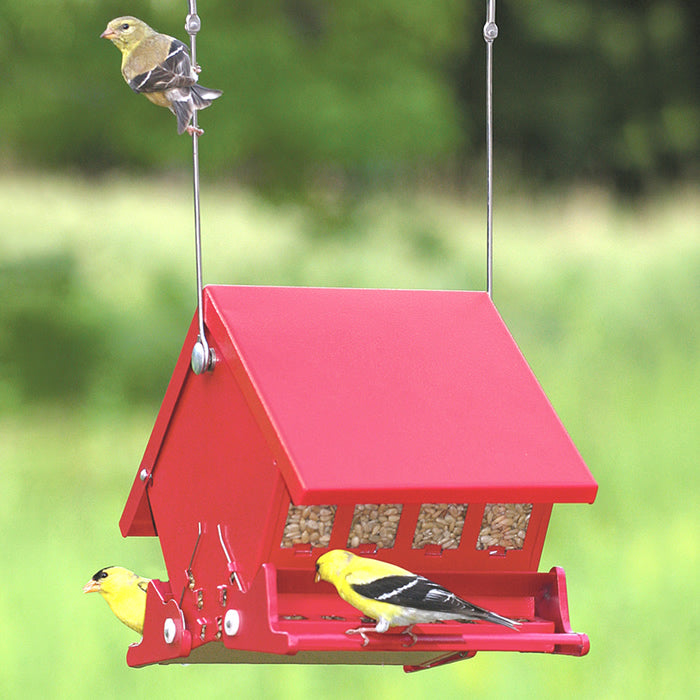 Mini Squirrel-Resistant Bird Feeder with birds feeding on both sides, featuring adjustable spring-loaded perches and a metal hanger.