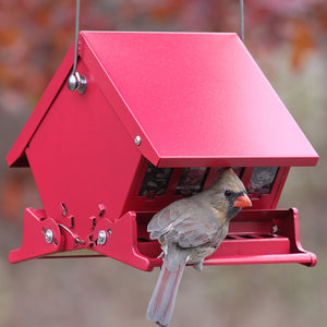 Mini Squirrel-Resistant Bird Feeder with two-sided feeding, spring-loaded perches, and metal hanger. Bird perched on feeder, illustrating its functionality and design.