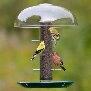 Duncraft All-Weather Nyjer® Tube: Birds feeding on a tube bird feeder with a clear weather dome and seed catch tray, attracting various birds.