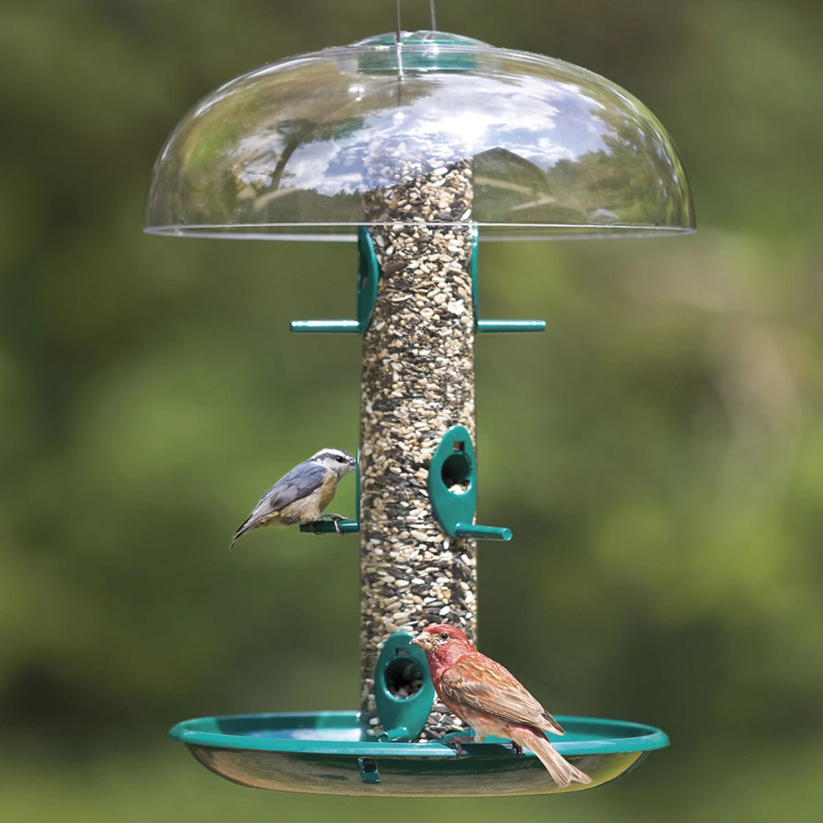 Duncraft Super Classic Tube Value: a bird perched on a green, weather-protected bird feeder with a clear tube and multiple feeding ports.