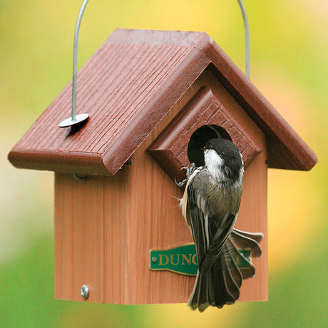 Duncraft Eco-Songbird House featuring a bird perched on its roof; designed for chickadees, nuthatches, and titmice with a secure, predator-resistant structure.