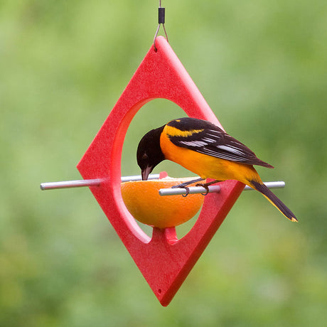 Duncraft Eco-Friendly Fruit Feeder with a bird eating an orange, demonstrating four perches and easy-to-clean recycled plastic design.