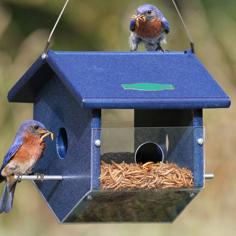 Duncraft Easy View Mealworm Feeder with clear plastic sides, triangular base, and round entry holes, designed to attract bluebirds and hold dried mealworms.