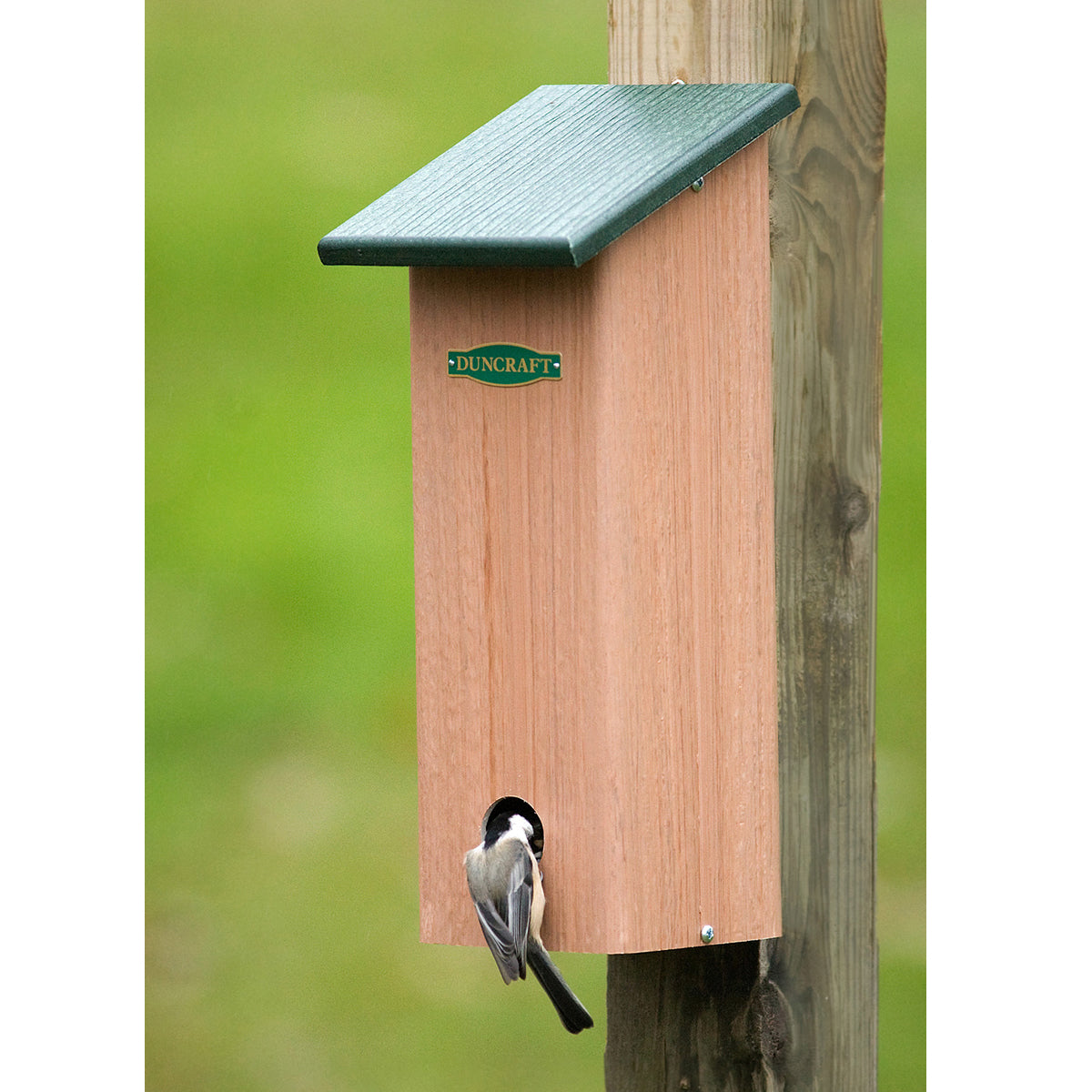 Duncraft Four Seasons Roosting Box with a bird perched inside, featuring a ladder for warmth, easy mounting, and a removable roof for cleaning.