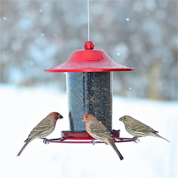 Sparkle Panorama Feeder with birds perched and feeding, showcasing its four feeding ports and squirrel-resistant design. Clear hopper shows seed levels.