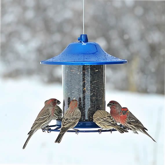 Sparkle Panorama Feeder with birds feeding, featuring four ports, Sure-Lock™ cap, and a clear hopper showing seed levels. Holds 2 lbs. of bird seed.