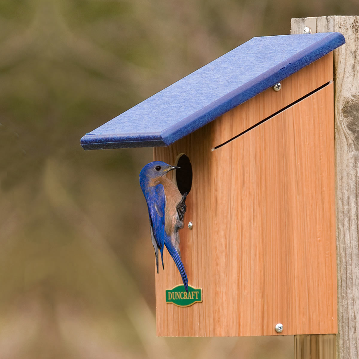 Duncraft Bird-Safe® Bluebird House with a bluebird emerging from the entrance, featuring a predator guard and easy-clean design for nestling safety.