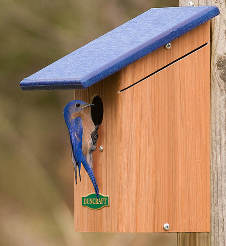 Duncraft Bird-Safe® Bluebird House featuring a bluebird inside a wooden birdhouse with a predator guard, ventilation, drainage, and an easy-clean bottom panel.