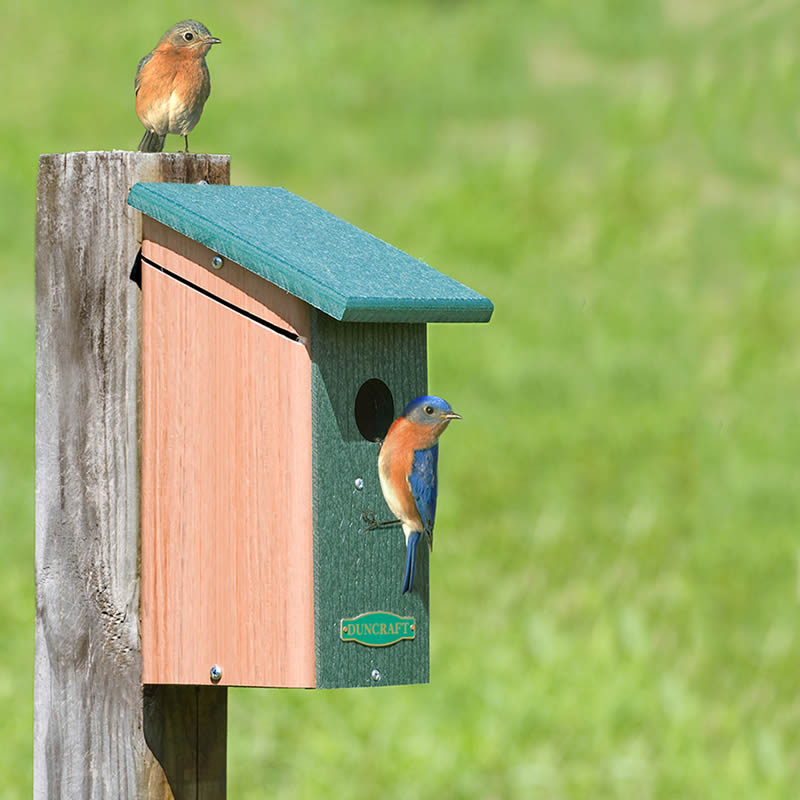 Duncraft Bird-Safe® Predator Guard House with a bluebird perched at the entrance, showcasing built-in predator guard and ventilation slots.